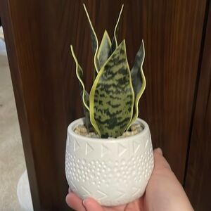 🚨 Last Chance 🚨 Faux Snake Plant with Boho Printed Pot 🪴